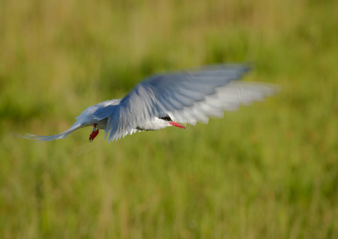 "Hovering Arctic Tern with blurred wing motion" stock image