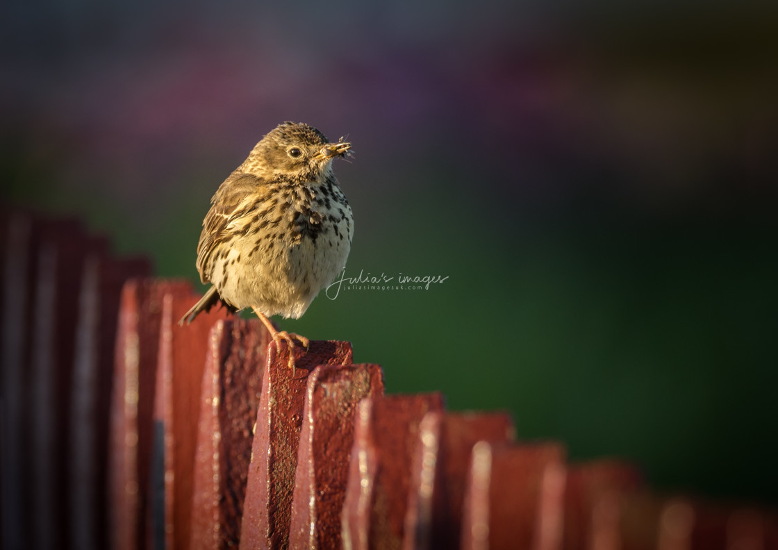 "Meadow Pipit perched on a fence" stock image