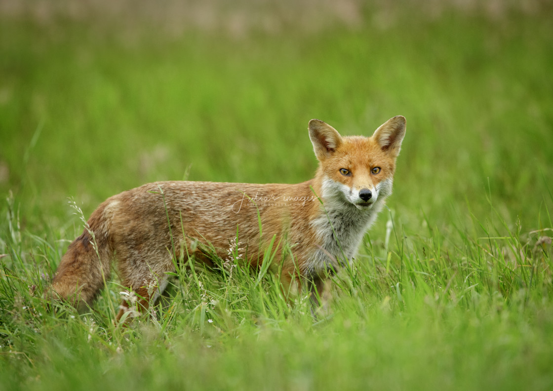 "Red Fox standing and watching intently" stock image