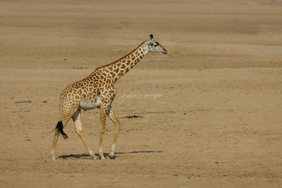 "Giraffe walking across a dried river bed" stock image