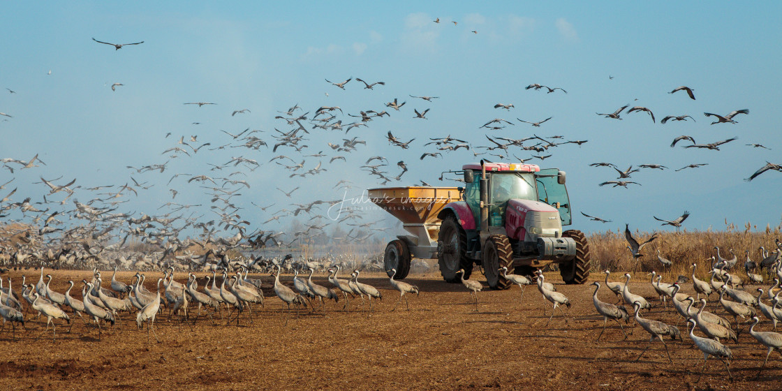 "Feeding common cranes, Hula Valley in Israel" stock image