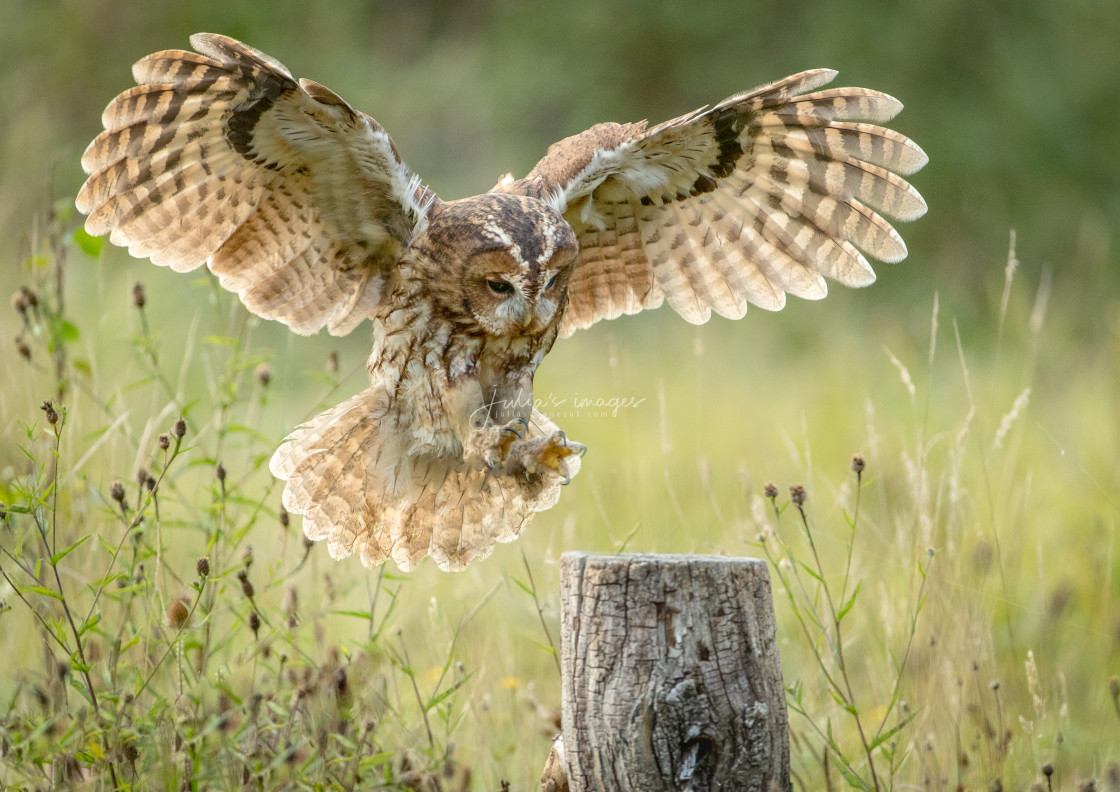 "Tawny Owl Landing on post" stock image