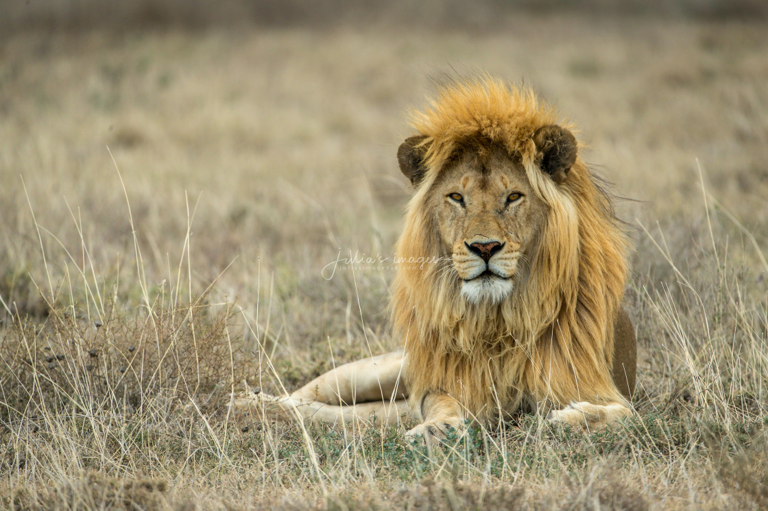 "Lion with golden mane relaxing in the dried grass" stock image