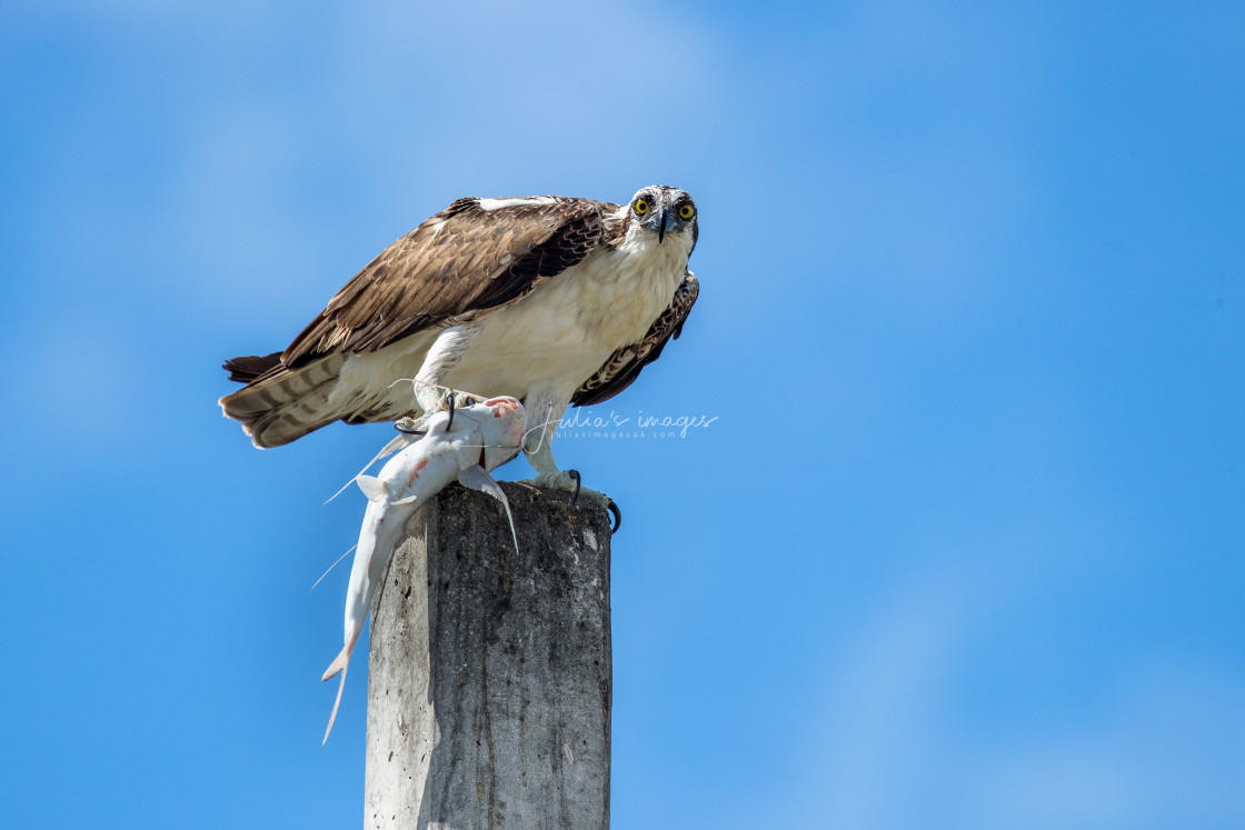 "Osprey on post with fish" stock image