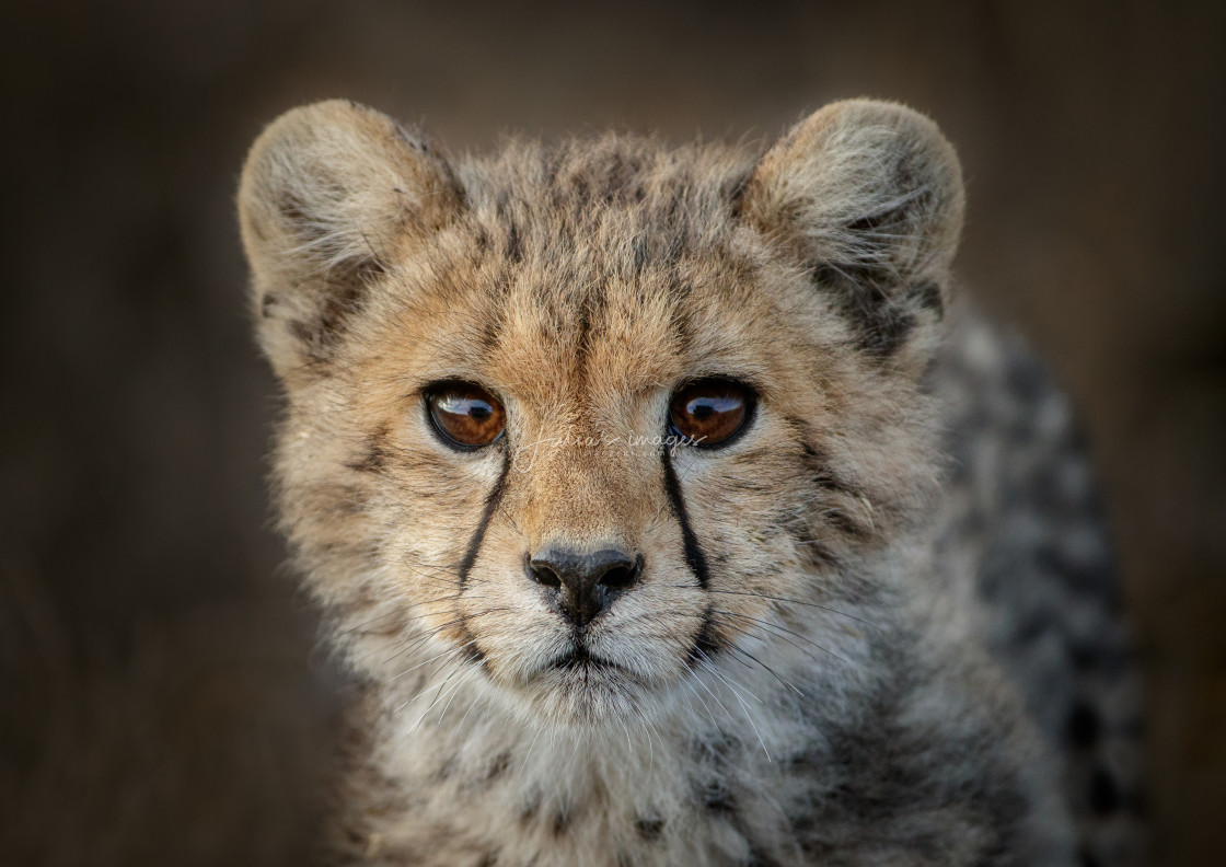 "Cheetah cub connection" stock image