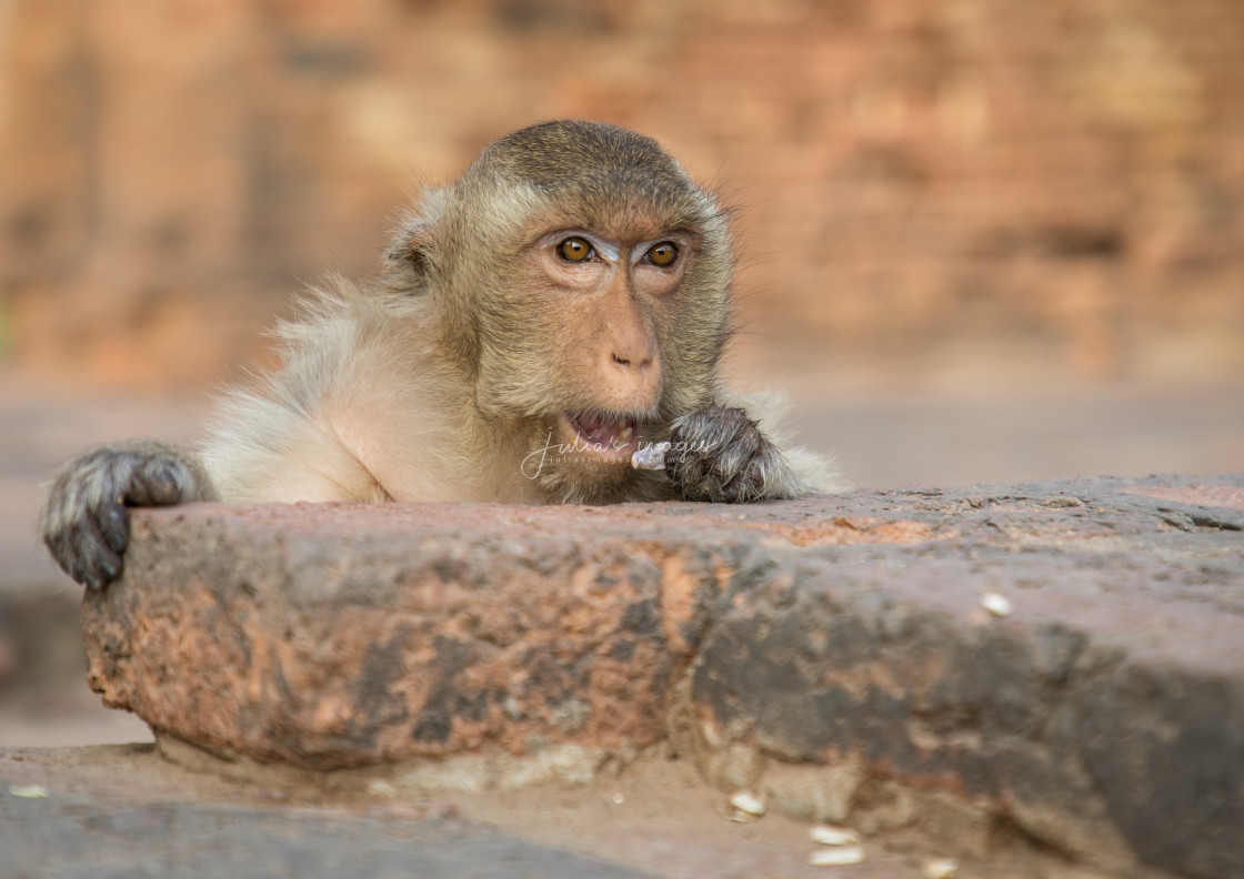 "Long-tailed macaque looks over a wall" stock image