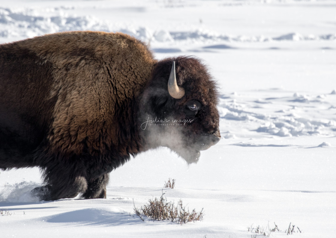 "Bison walking through deep snow on a cold morning" stock image