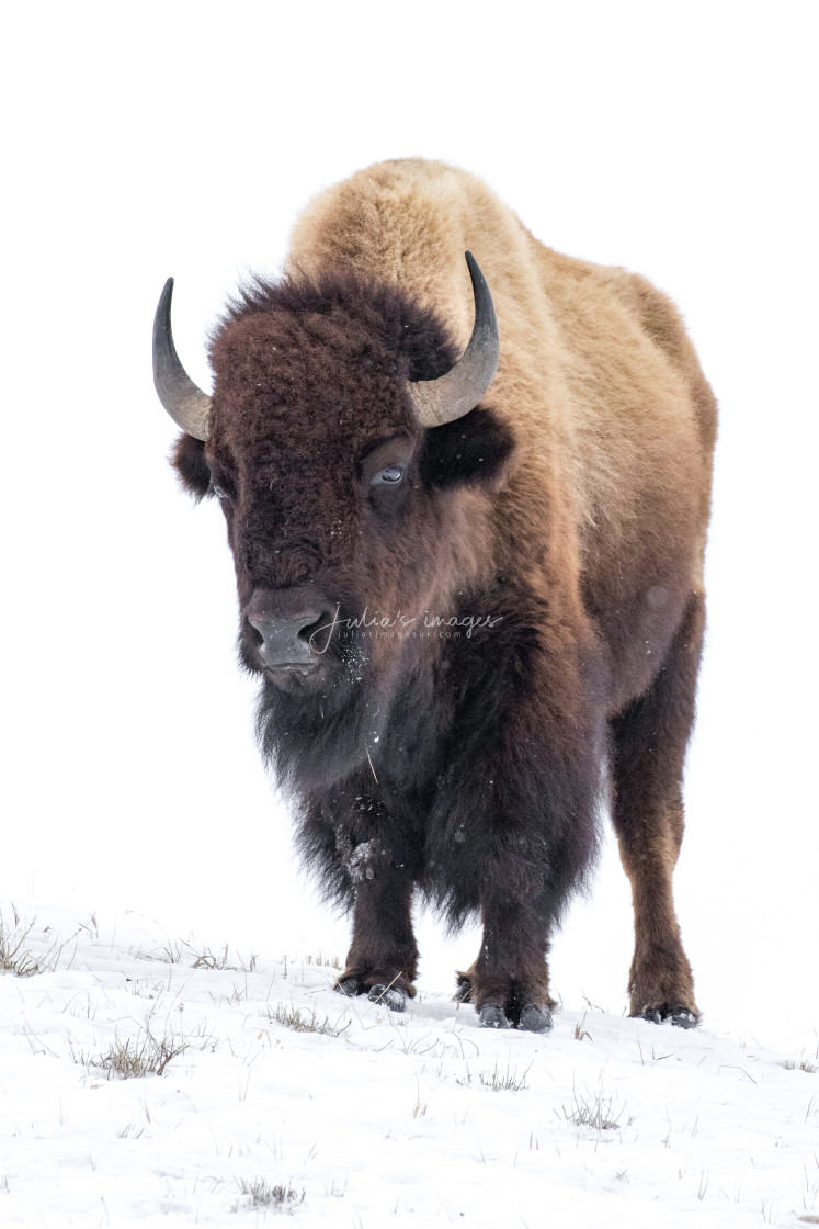 "Bison on a snow covered ridge" stock image