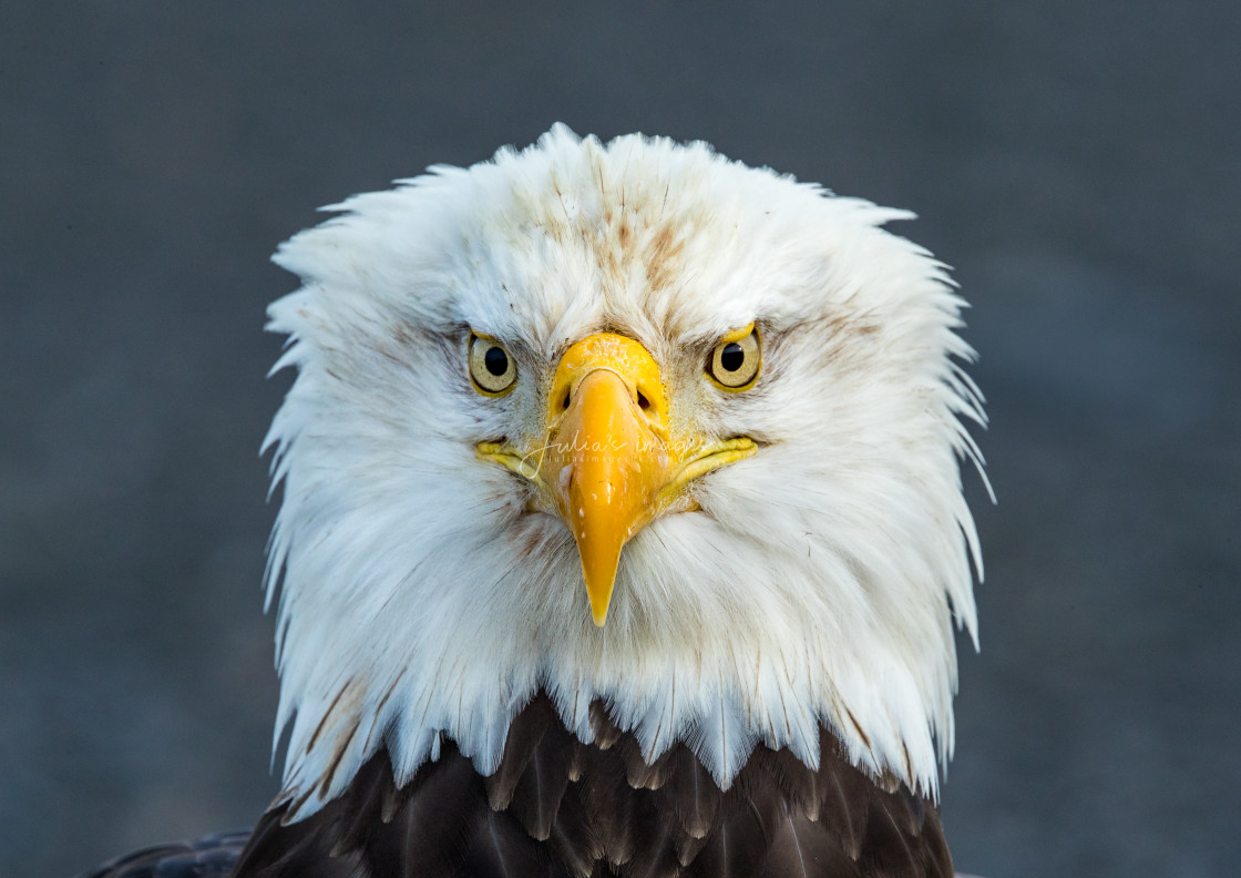 "Portrait Of A Bald Eagle, Homer, Alaska" stock image