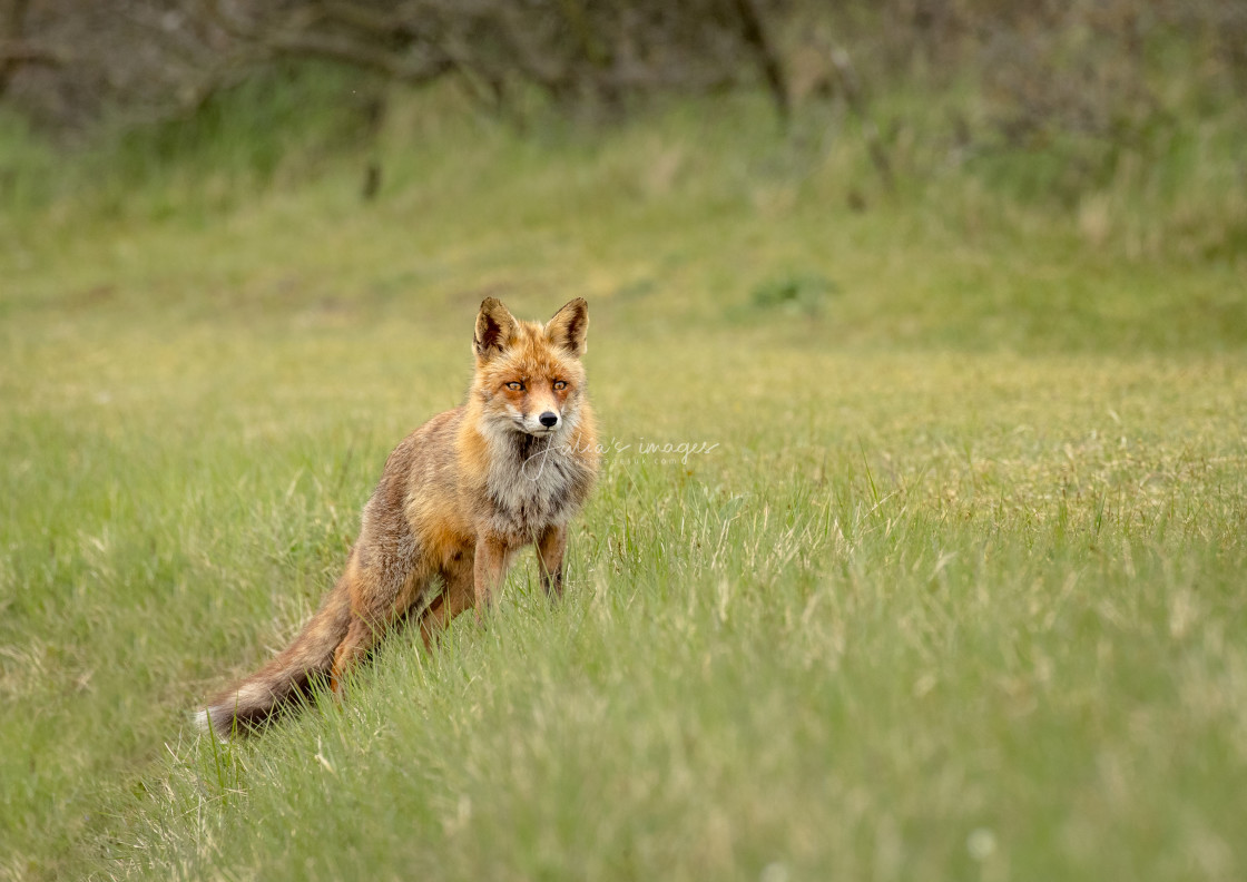 "Red Fox Standing on a River Bank" stock image