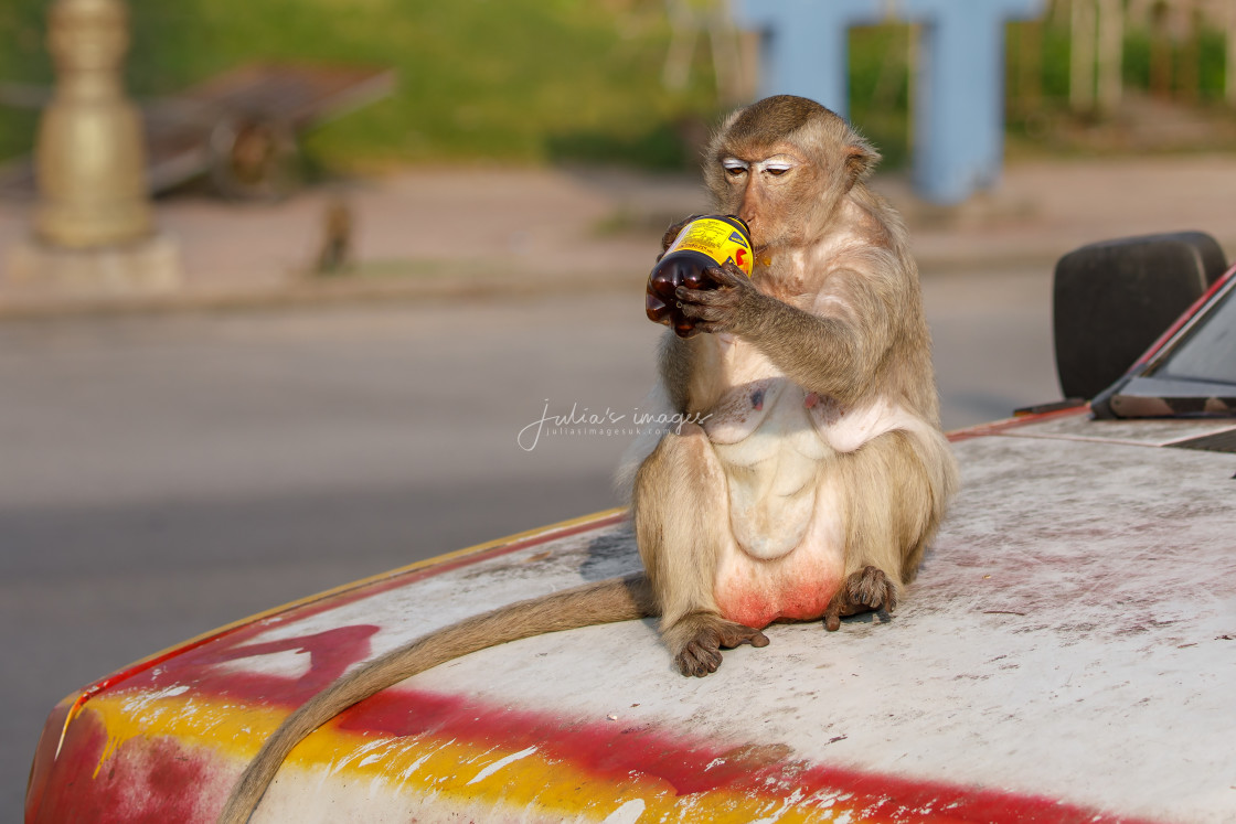 "Long-tailed Macaque sits on car bonnet drinking from plastic bottle" stock image