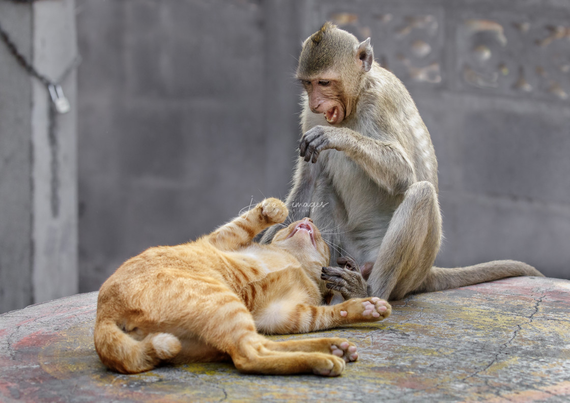 "The Macaque and the Cat" stock image