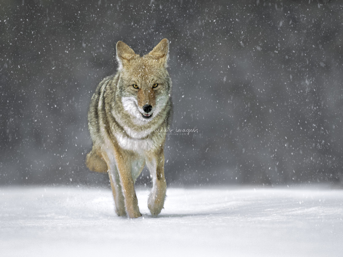 "Coyote in the Snow" stock image