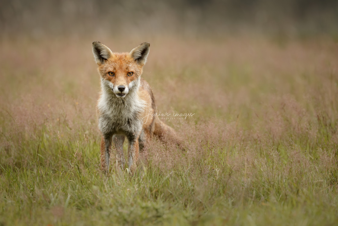 "Young Fox Looking Alert" stock image