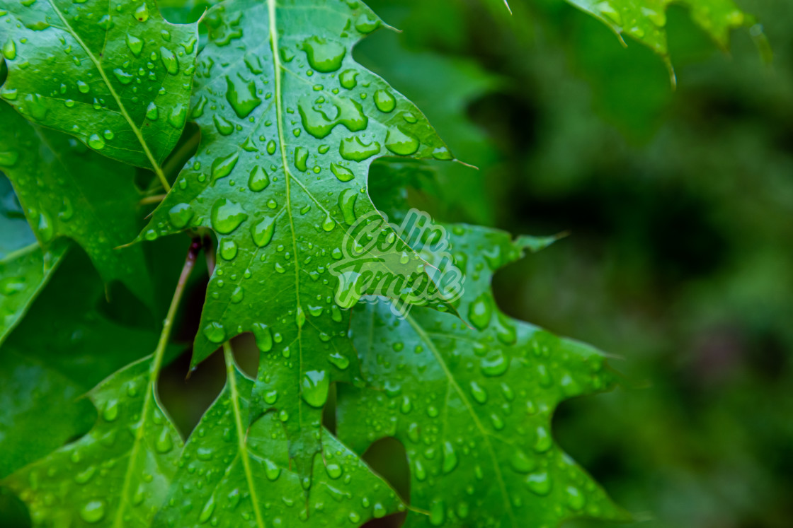"Raindrops on Vibrant Green leaves" by Colin Temple - £4.04 "Raindrops on Vibrant Green leaves" stock image