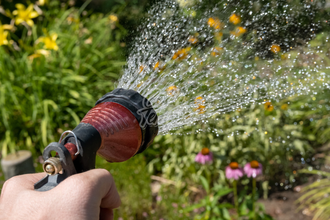 "Watering a garden with a spray nozzle" by Colin Temple - £4.04 "Watering a garden with a spray nozzle" stock image