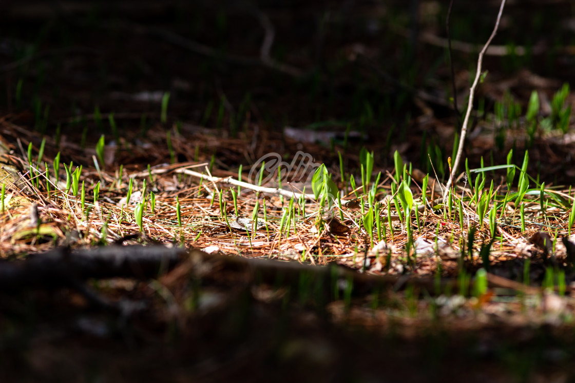 "New spring growth on the forest floor" by Colin Temple - £4.04 "New spring growth on the forest floor" stock image