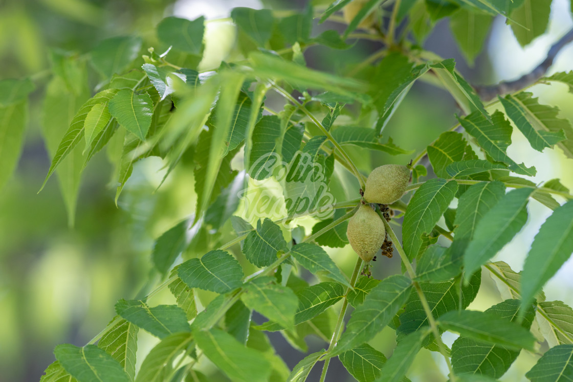 "Black walnut tree fruit and leaves" by Colin Temple - £4.04 "Black walnut tree fruit and leaves" stock image