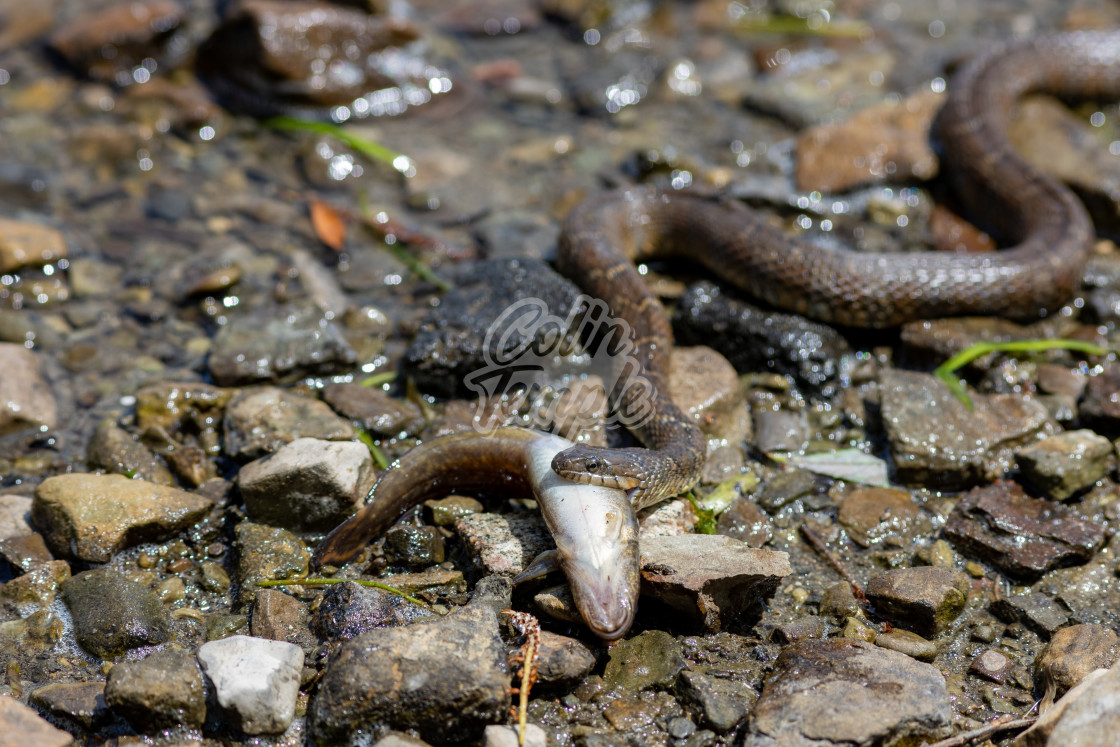 "Water snake carries its fish prey" by Colin Temple - £4.04 "Water snake carries its fish prey" stock image