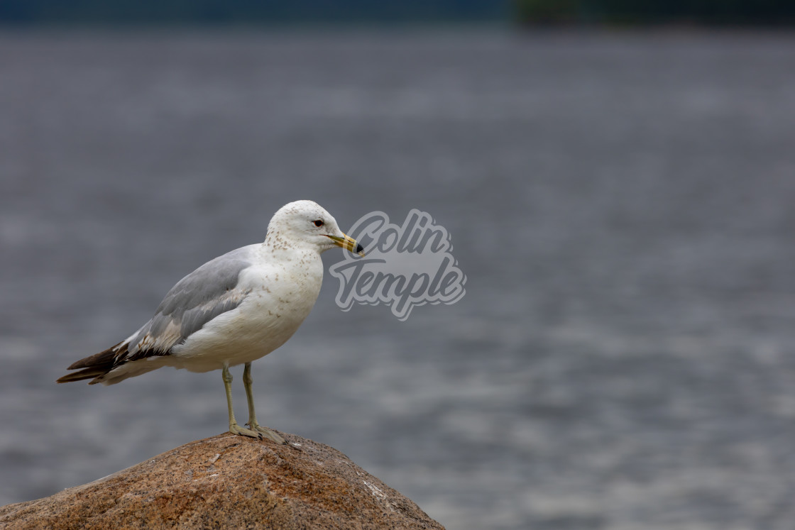 "Seagull stands on a rock in front of water" by Colin Temple - £4.04 "Seagull stands on a rock in front of water" stock image