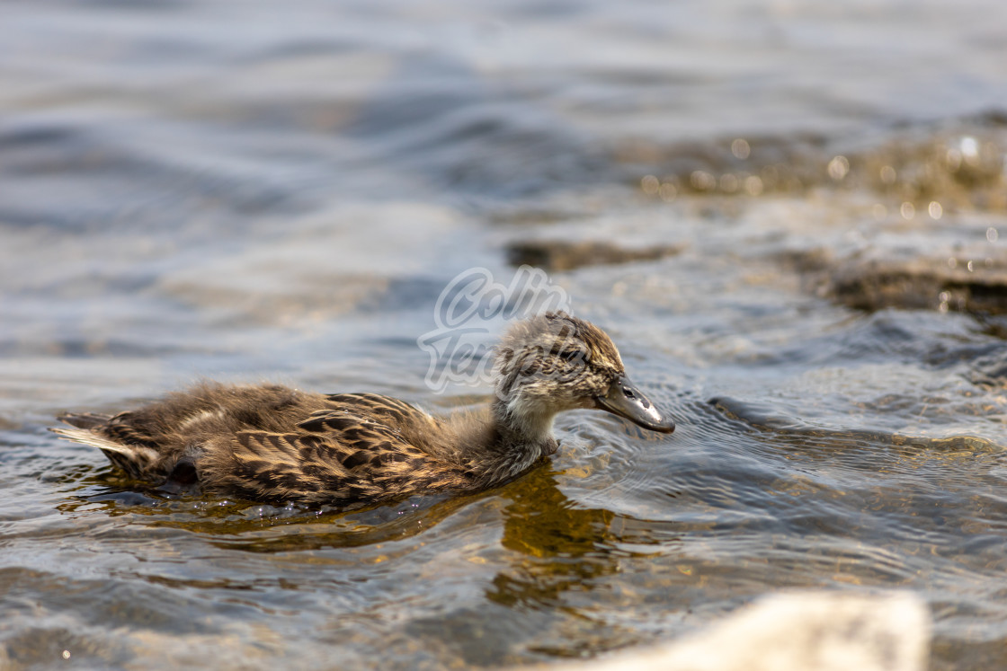 "Mallard duckling swimming in shallow water" by Colin Temple - £4.04 "Mallard duckling swimming in shallow water" stock image