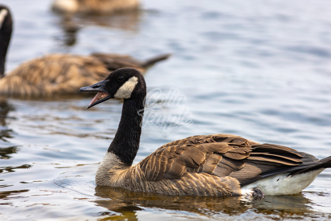 "Honking Canada goose in the water" by Colin Temple - £4.04 "Honking Canada goose in the water" stock image