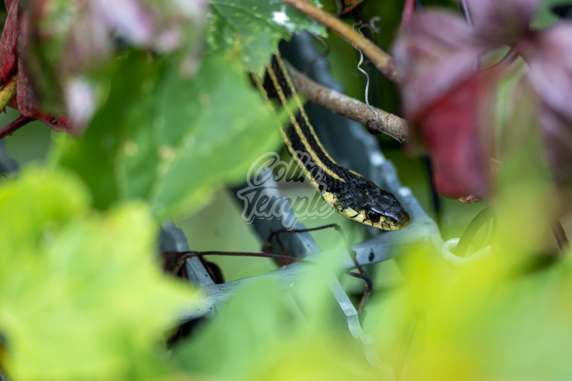 "Garter snake slithering among steel and leaves" by Colin Temple - £4.04 "Garter snake slithering among steel and leaves" stock image