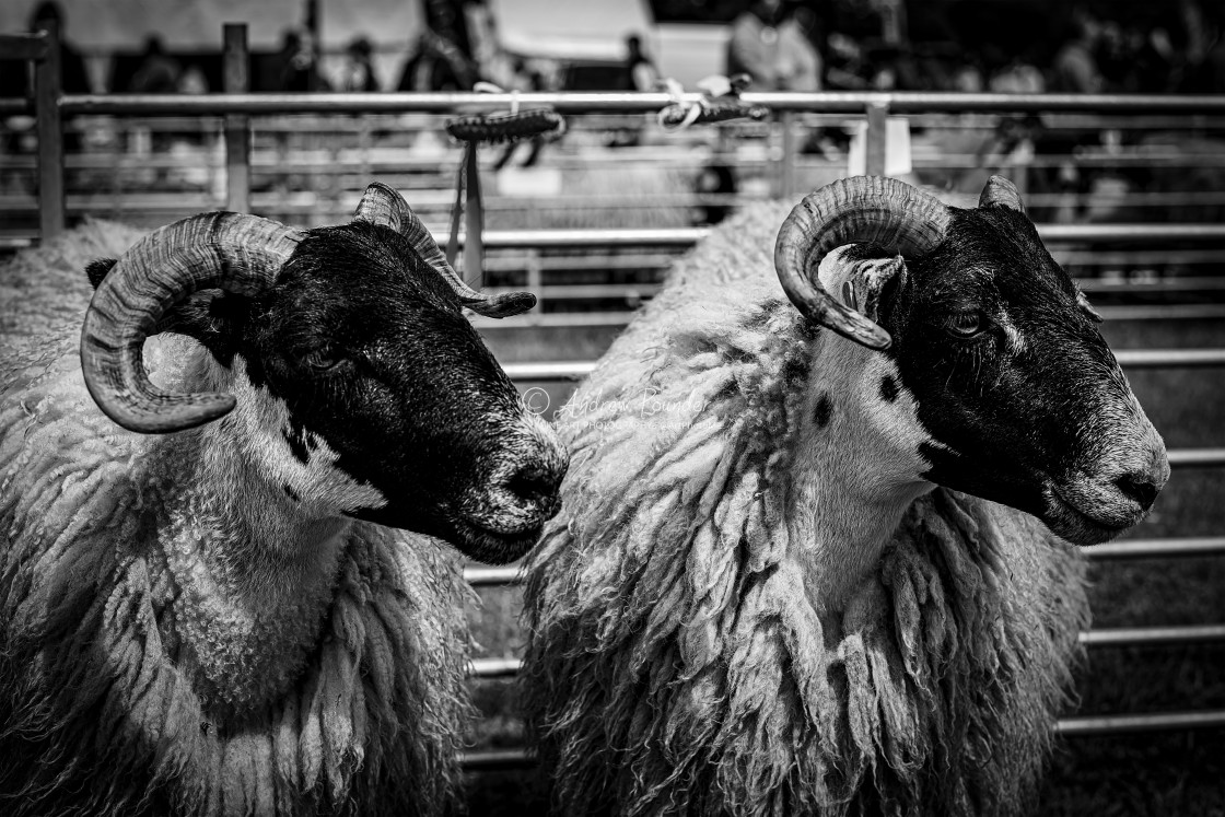 "Northumberland Show Sheep #3" stock image