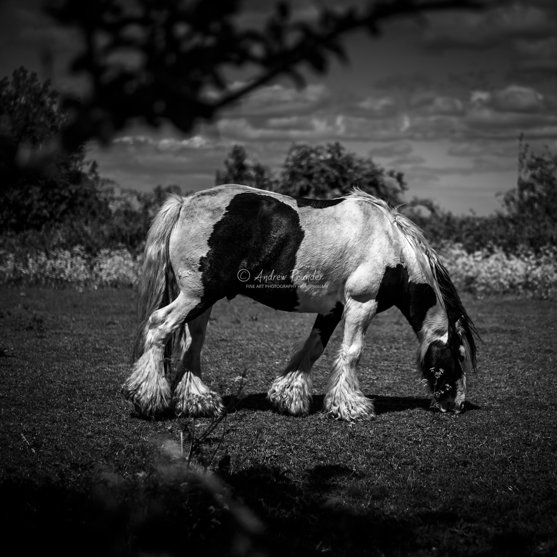 "Grazing Black And White Horse" stock image