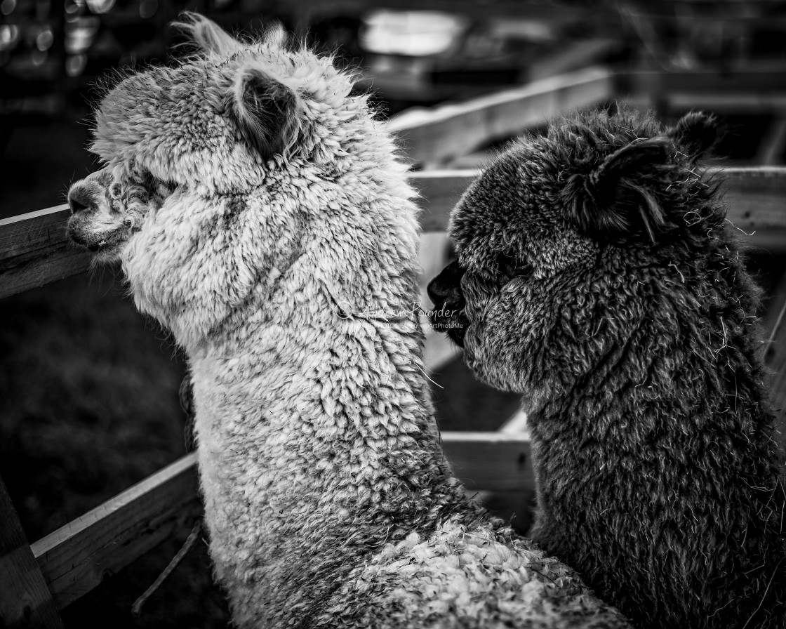 "Alpacas" stock image