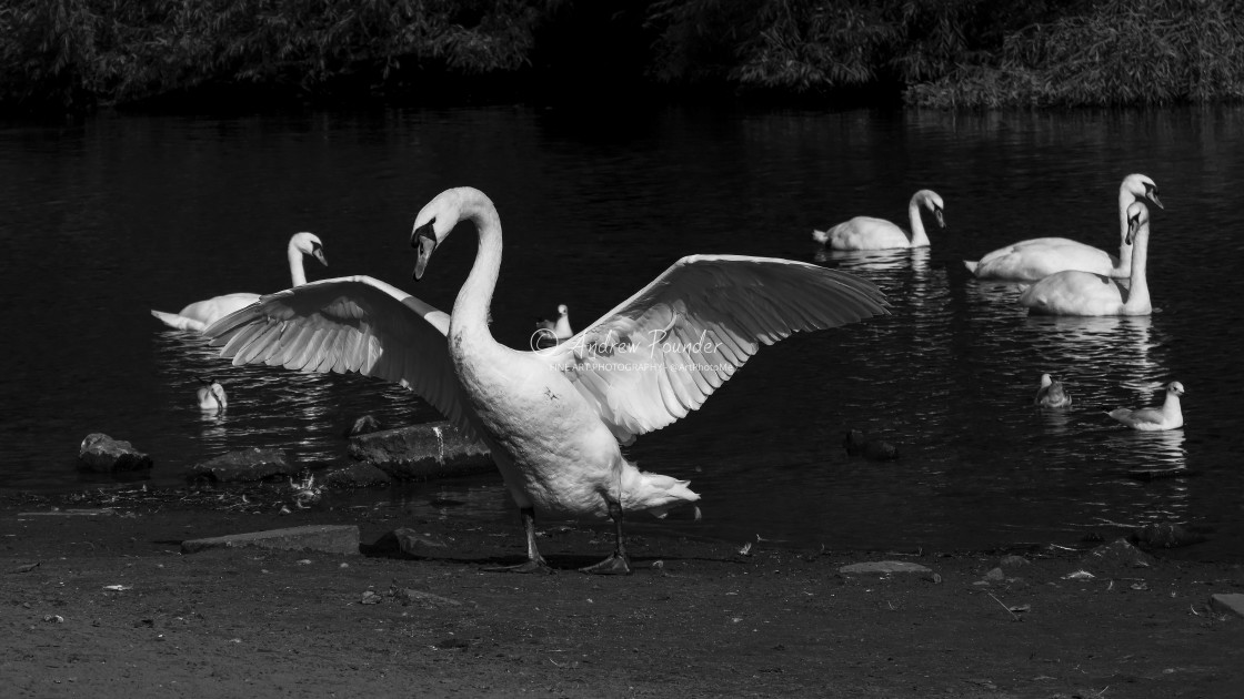 "Spreading Of Wings" stock image