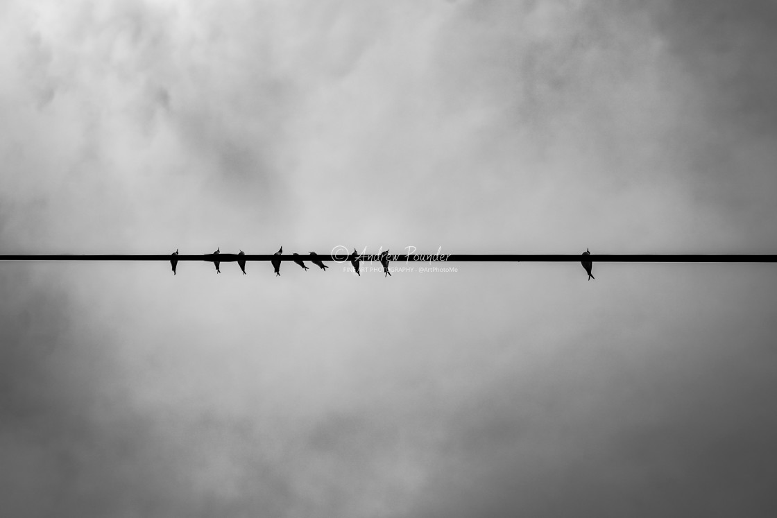 "Birds On A Wire" stock image