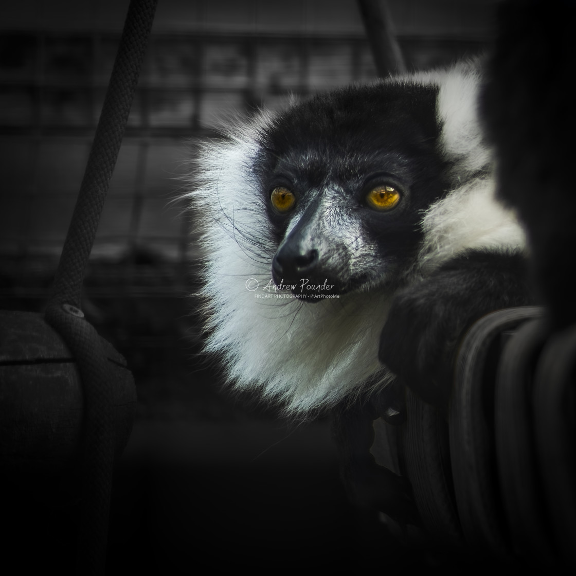 "Black And White Ruffled Lemur" stock image