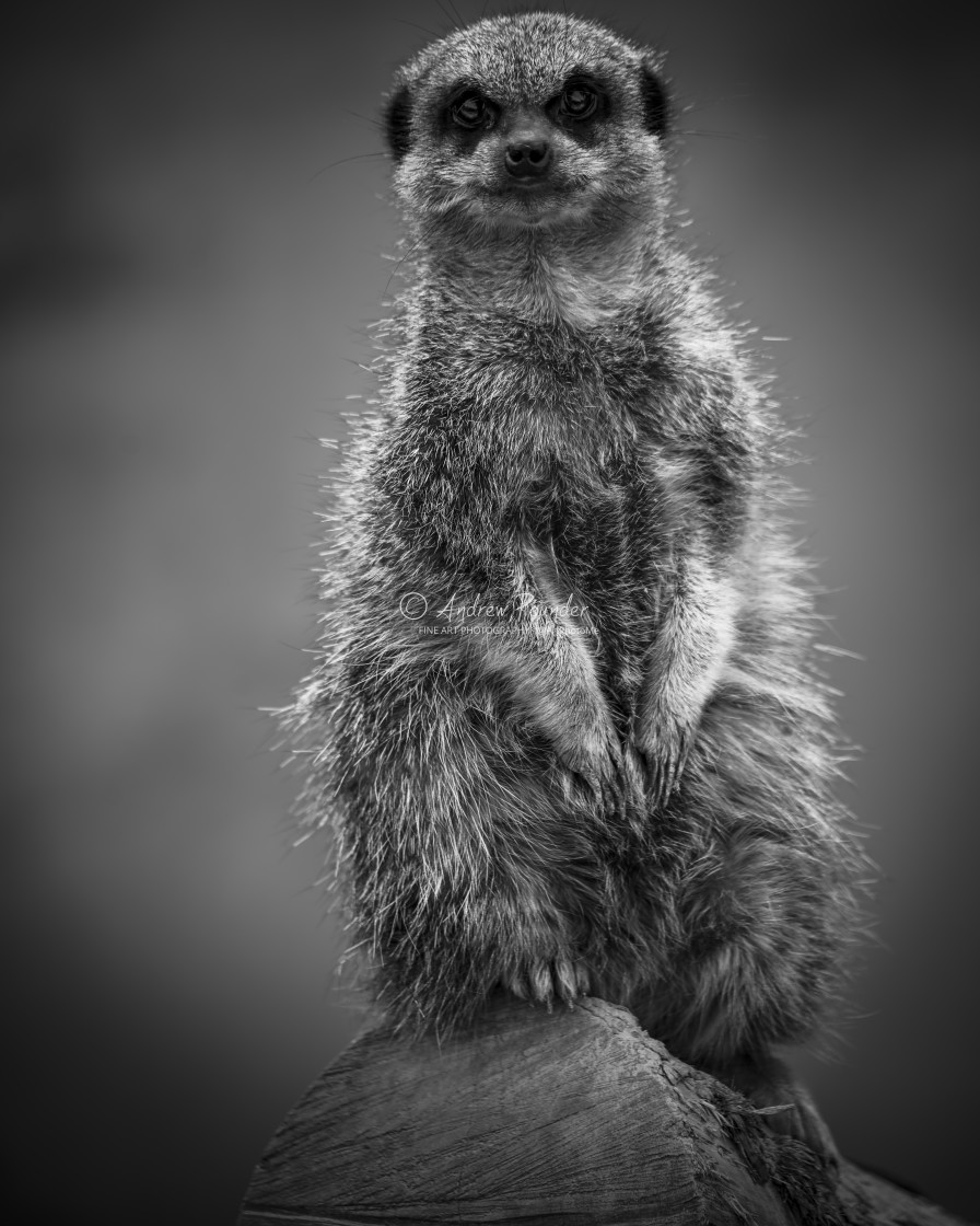 "Meerkat Watching" stock image