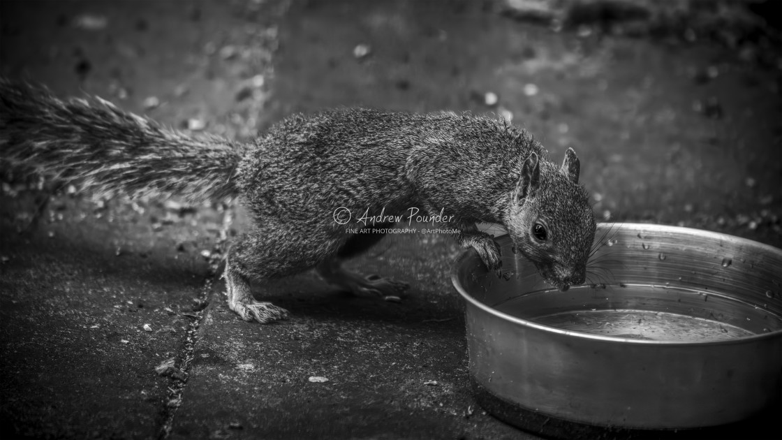 "Drinking Grey Squirrel" stock image