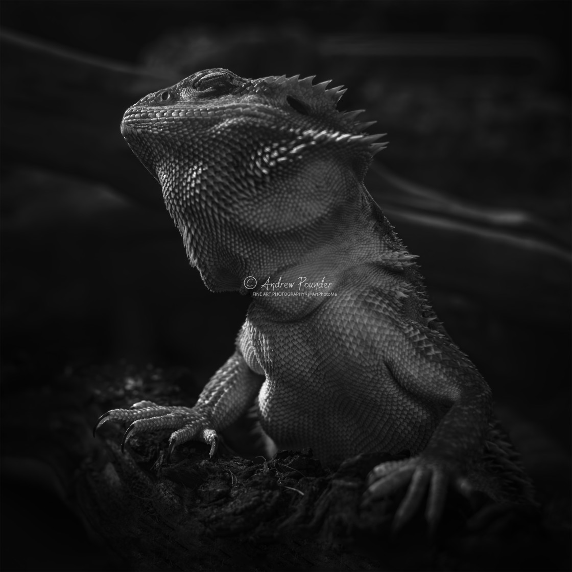 "Stanley The Gecko In Monochrome" stock image