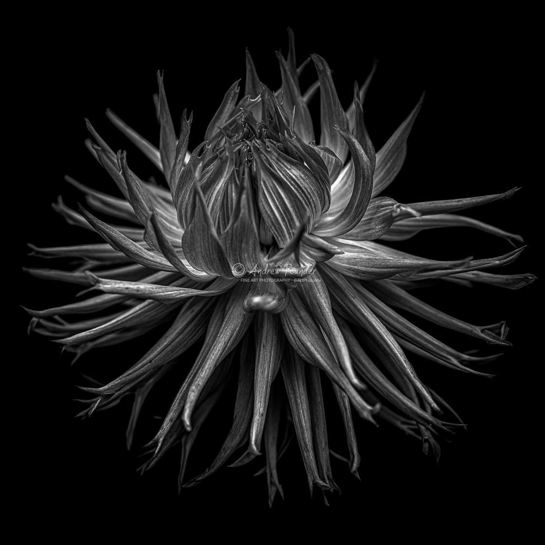 "Orange Dahlia In Monochrome" by Andrew Pounder - $31.58 "Orange Dahlia In Monochrome" stock image