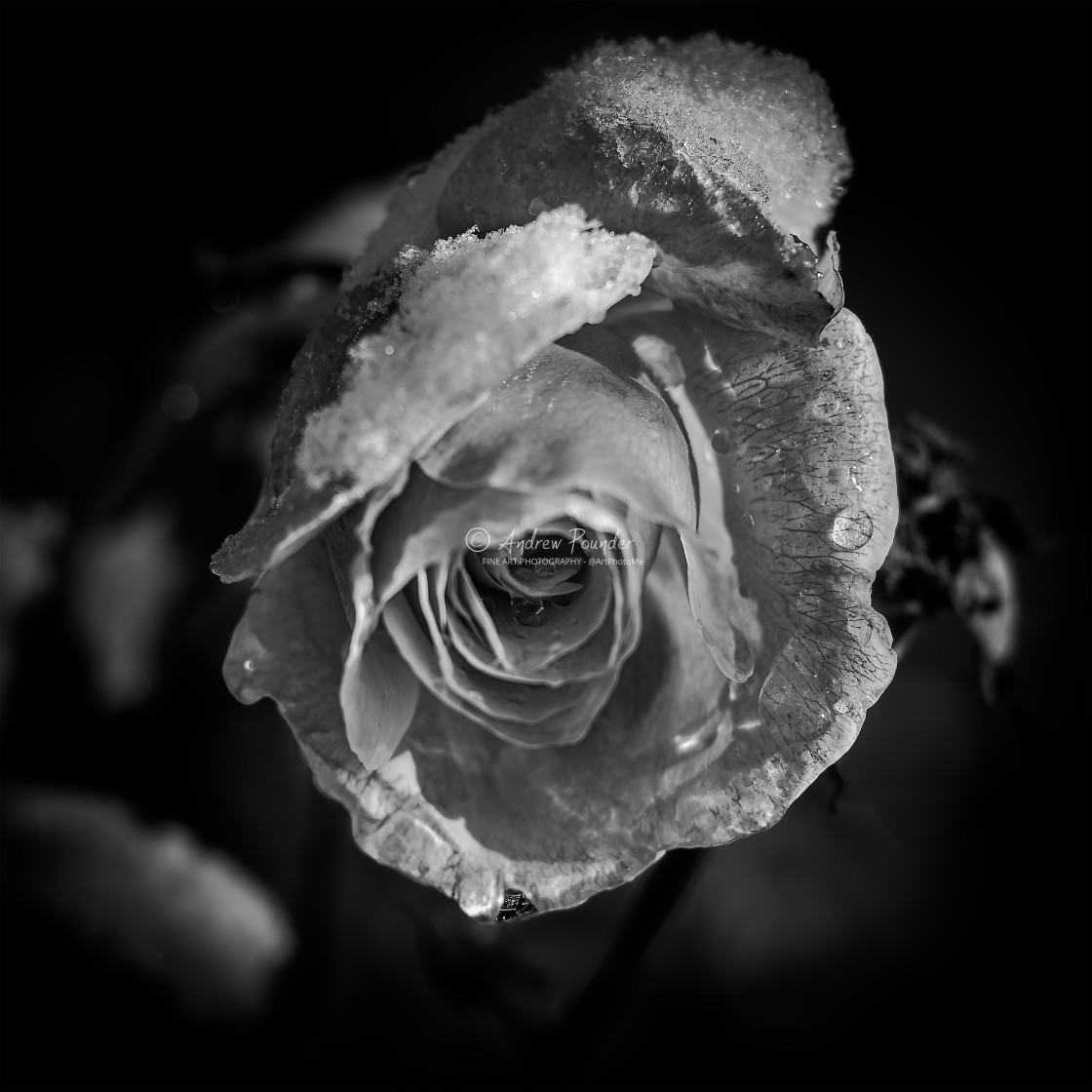 "Monochrome Snow Rose" stock image
