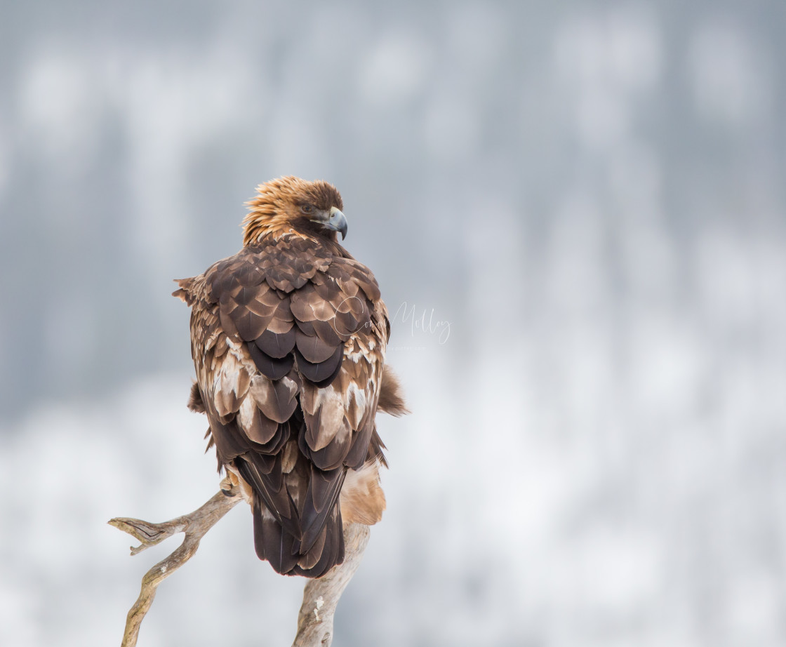 "Golden Eagle watching" stock image