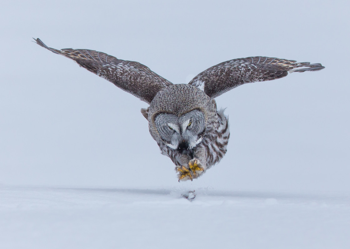 "Great Grey Owl pouncing" stock image