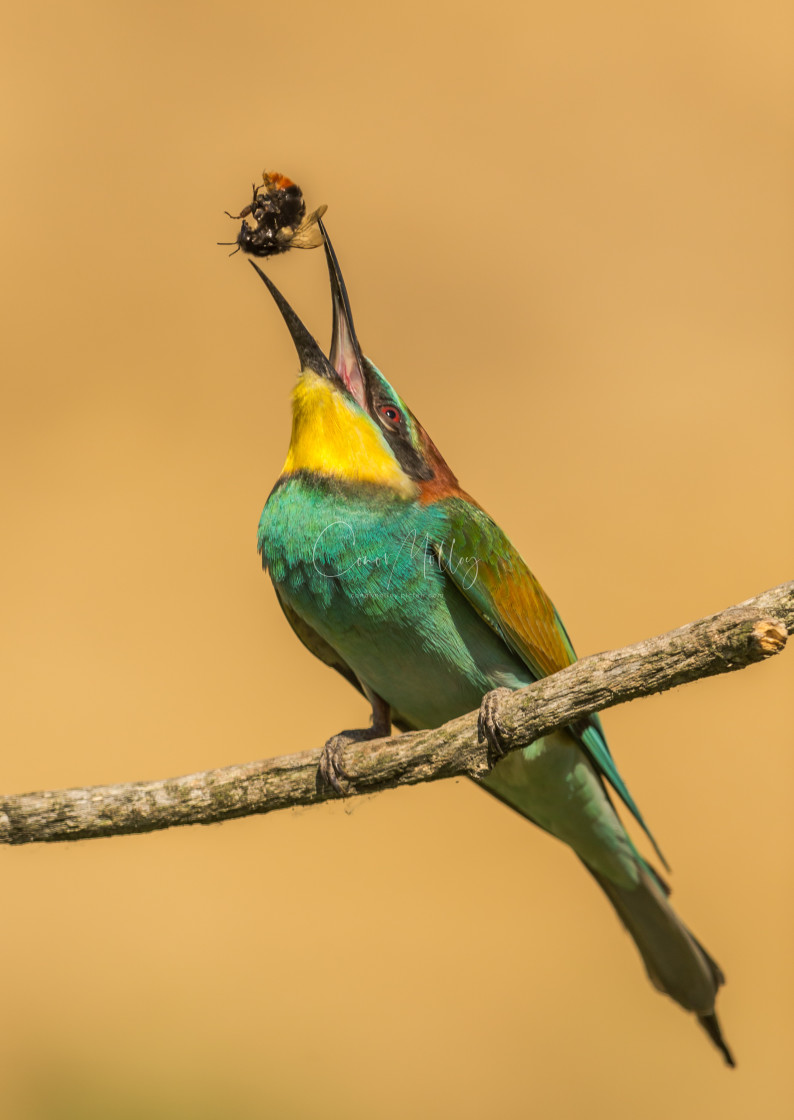 "Beeeater tossing bee" stock image