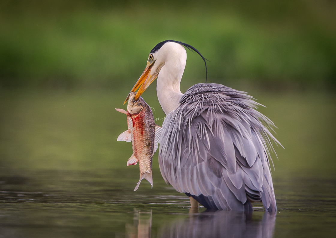 "Heron spearing fish" stock image