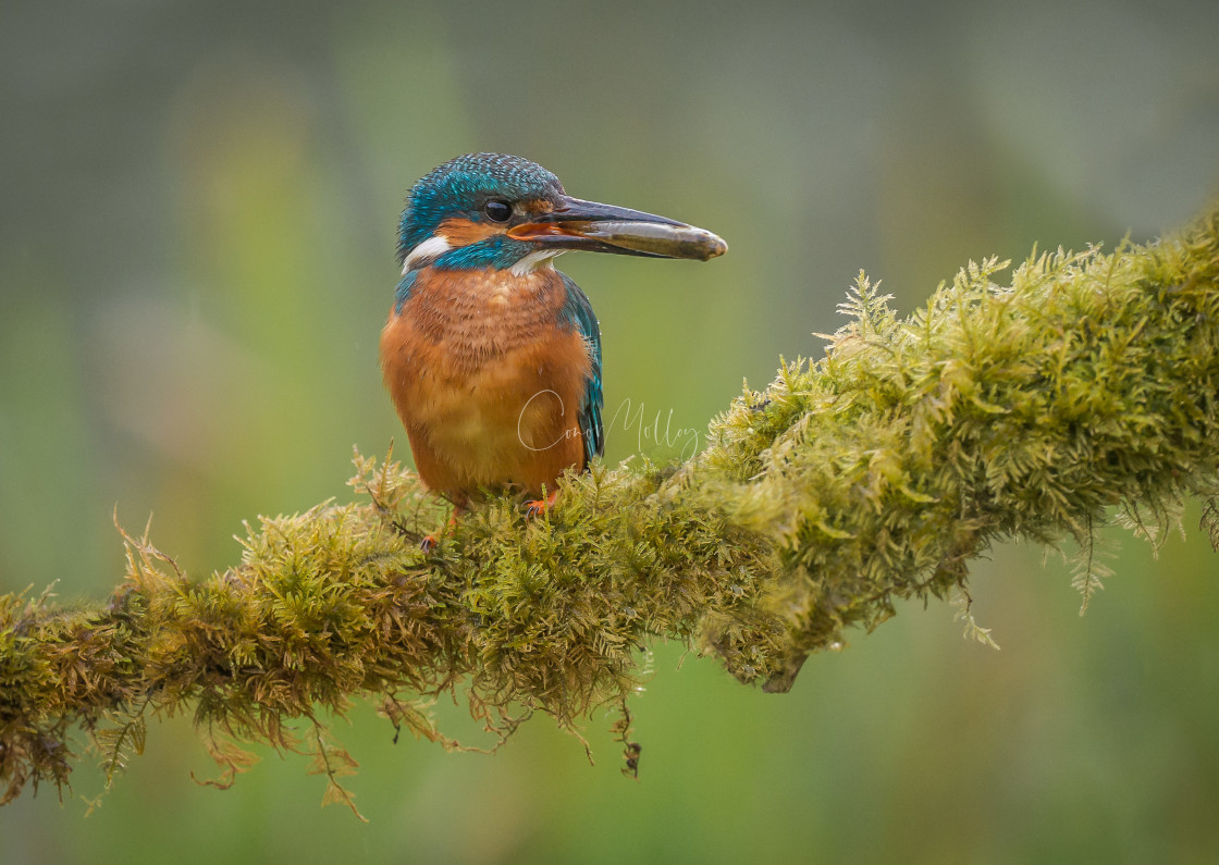 "Kingfisher with fish" stock image