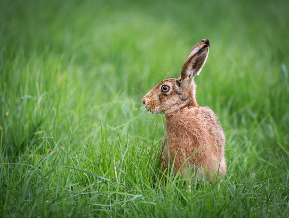 "Brown Hare" stock image