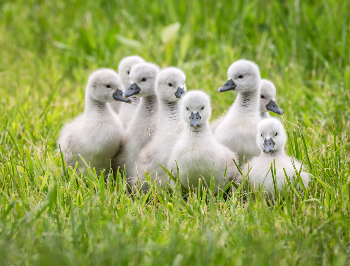 "New born cygnets" stock image