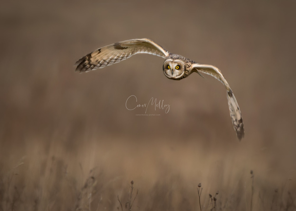 "A Short Eared Owl in flight" stock image