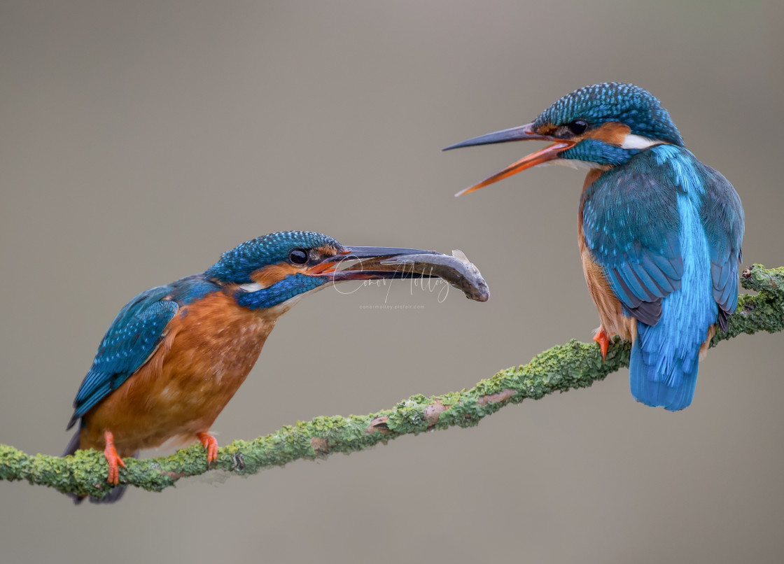 "Two kingfishers" stock image