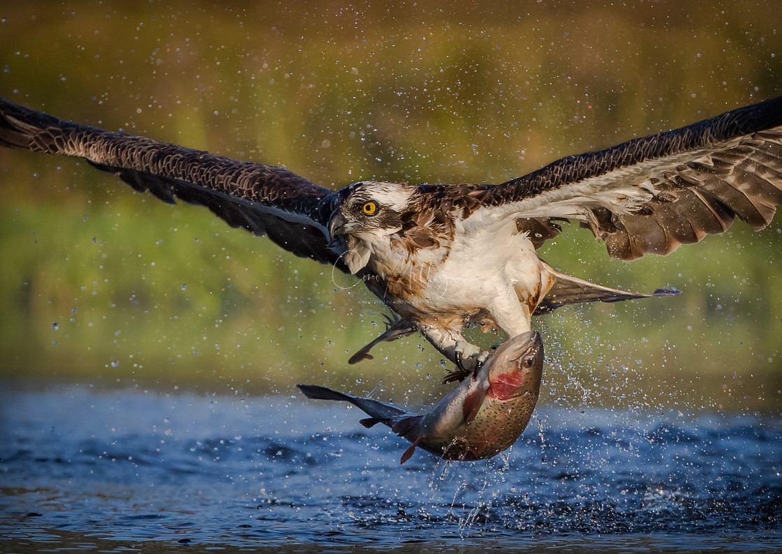 "Close up of Osprey fishing" stock image