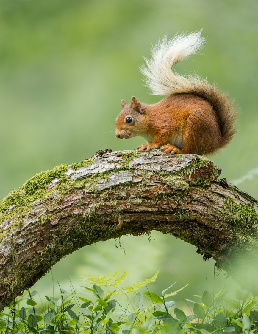 "Red Squirrel" stock image