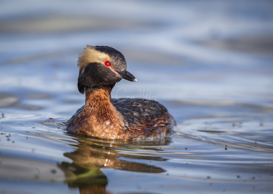 "Slavonian Grebe" stock image